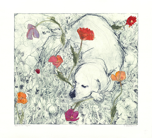 Able in Poppies